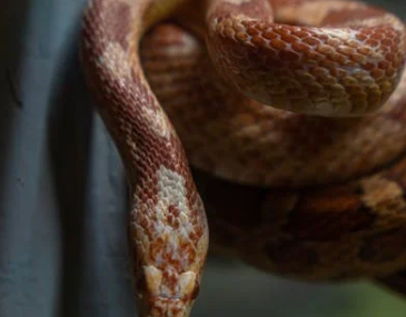 how often do corn snakes shed
